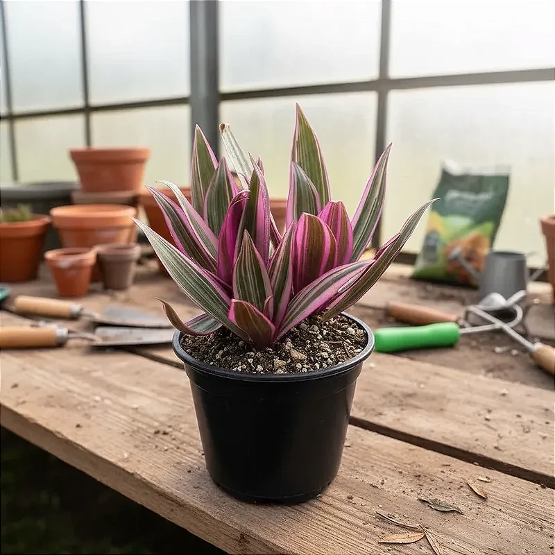 Abacaxi Roxo - Rhoeo Spathacea - Orquidario em Mogi Mirim/SP - As mais ...