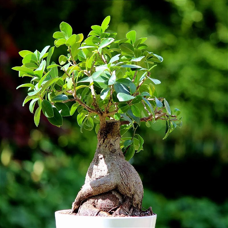 Ficus ginseng microcarpa Bonsai - Vaso 16 cm, h 40 cm 