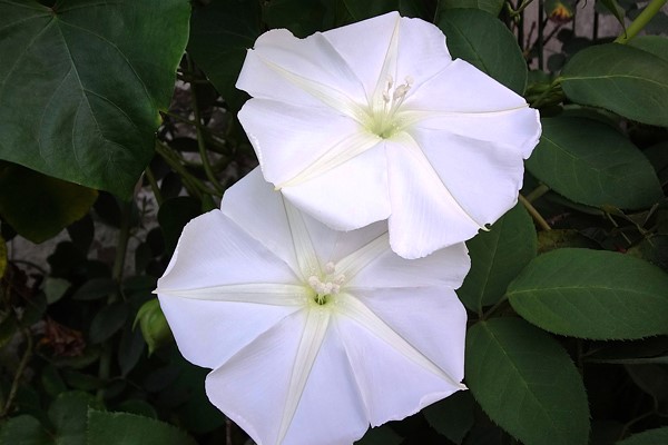 A DAMA DA NOITE - epiphyllum oxypetalum, 20 dias aproximada…