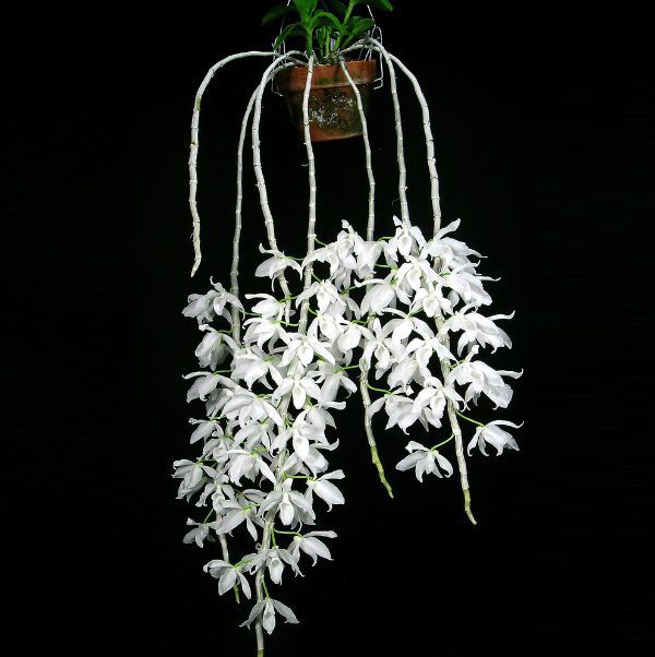 Dendrobium anosmum 'Albo': Orquídea Branca Pura no Toco