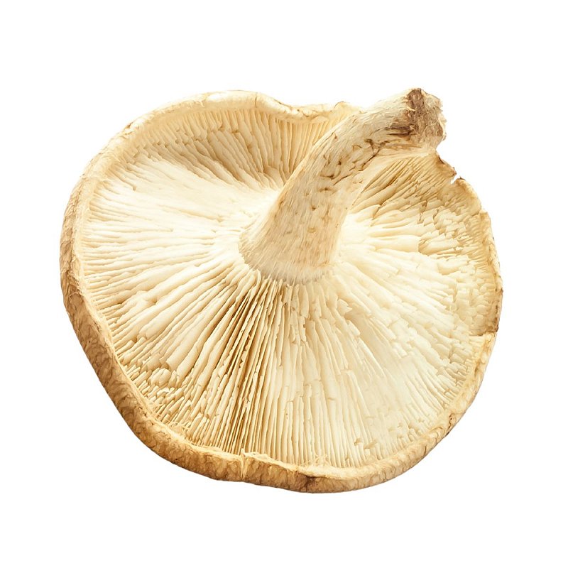 Cogumelo Shitake 200g Fungo de Quintal - Fungo de Quintal