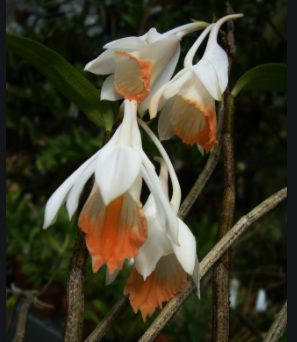 Dendrobium Chapaense - Orquidario Itaipava