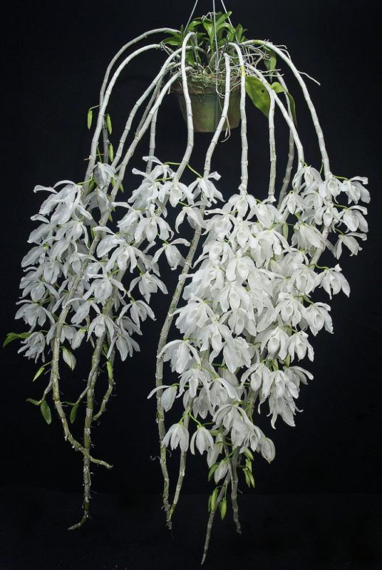 Dendrobium Anosmum Alba - Orquidario Itaipava