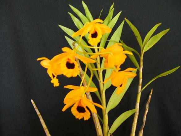 Dendrobium Denneanum - Orquidario Itaipava