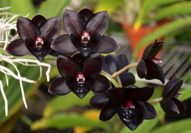 FDK After Dark Midnight - Orquidario Itaipava