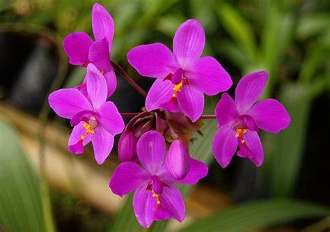 Orquídea Grapete Spathoglottis - Orquidario Itaipava