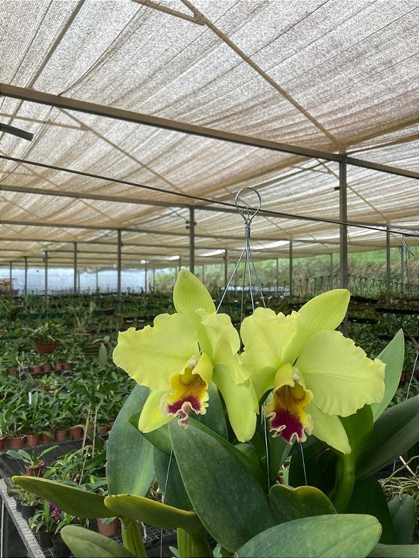 Blc. Memoria Helen Brown muda Pote 9 - Orquidario Itaipava