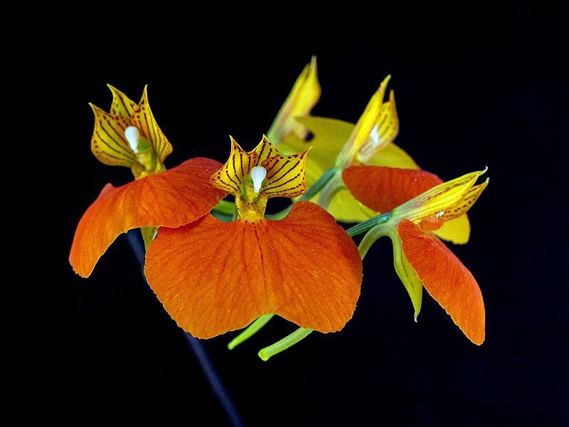 comparettia-speciosa-explsu.jpg