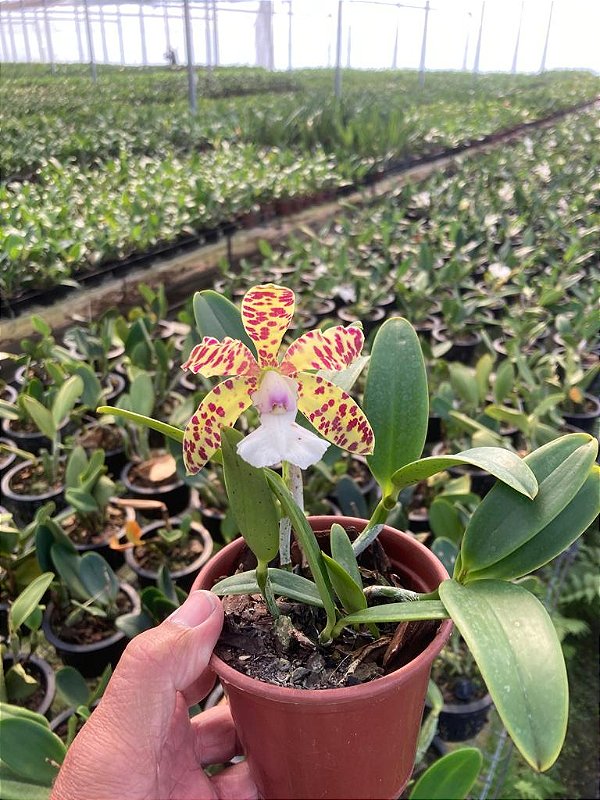 Cattleya aclandiae fma.albescens