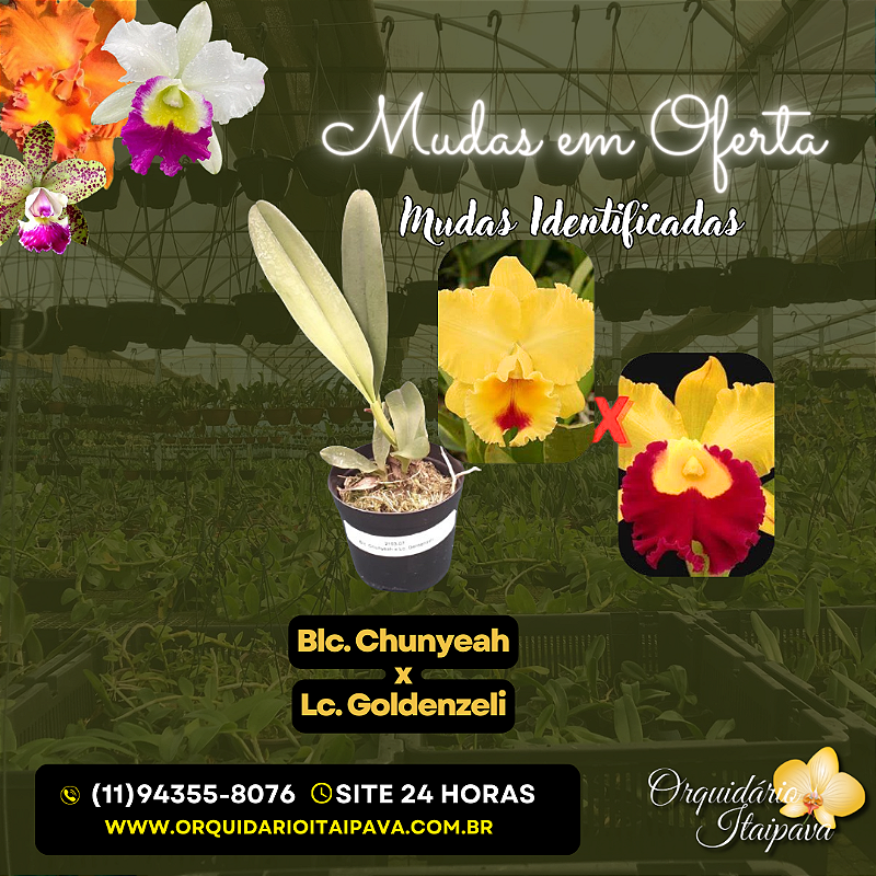 【グランチャイ】 Muda de Blc. Chunyeah x Lc. Goldenzeli - Orquidario Itaipava