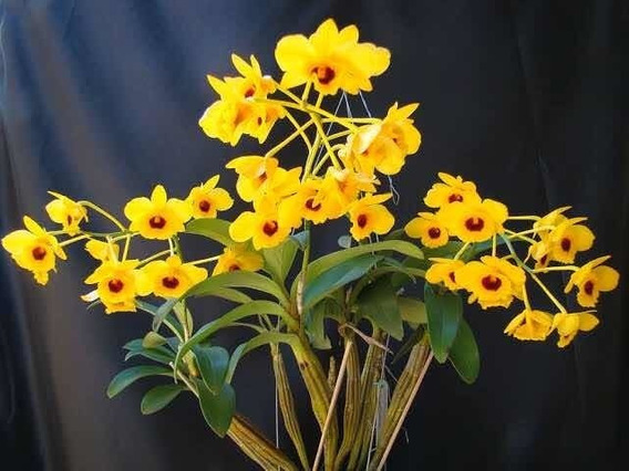 Dendrobium Crizotoxum - Orquidario Itaipava
