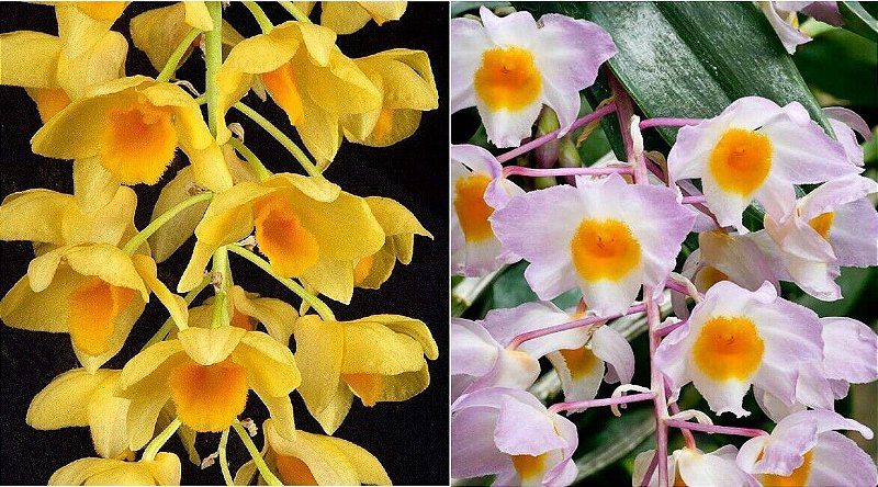 Dendrobium Griffithianum x Dendrobium Amabile - Orquidario Itaipava