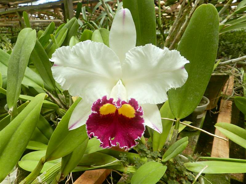 Lc. Sheila Lauterbach - Adulta - Orquidario Itaipava