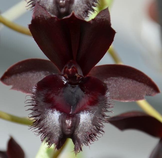Fdk Midnight Lace - Adulta - Orquidario Itaipava