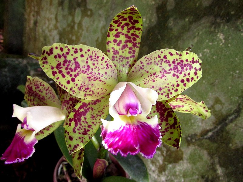 Cruzeiro do Sul x Brabantiae - Orquidario Itaipava