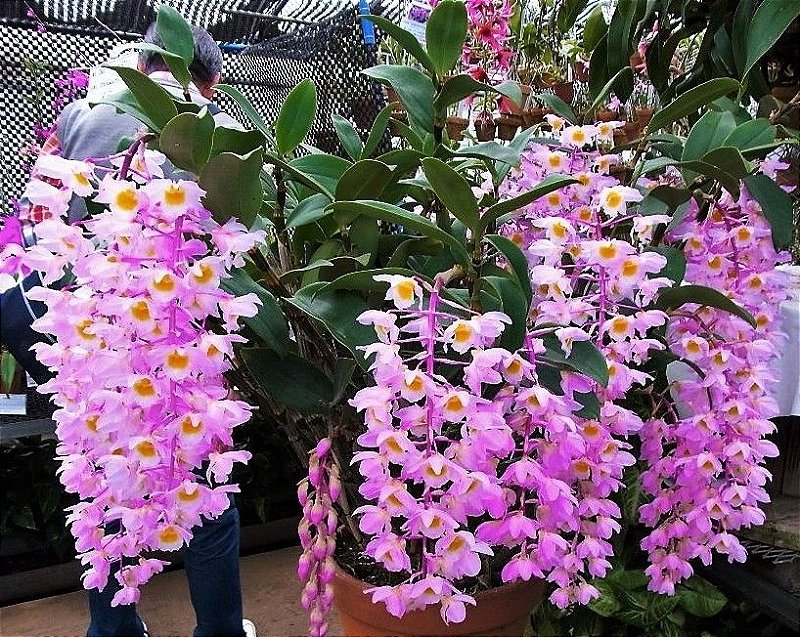 Orquídea Dendrobium bronckartii - Hastes Pendentes - Jardim Exótico - O  maior portal de plantas e produtos naturais do Brasil.