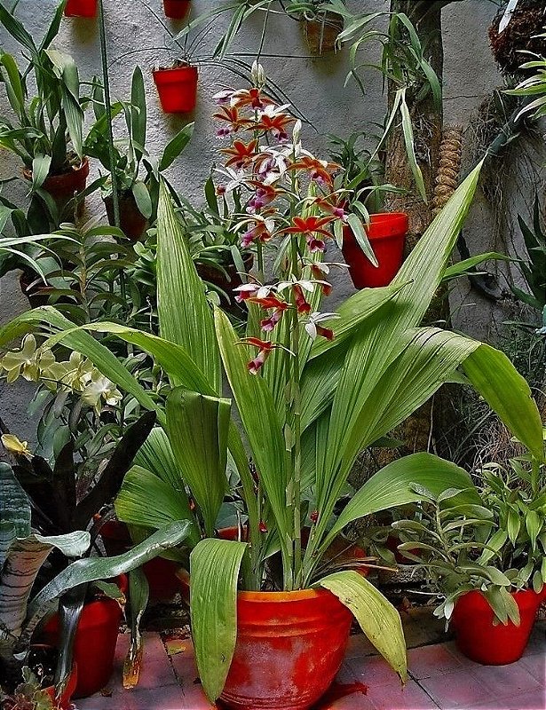 Orquídea Phaius Tankervilleae - Orquídea Terrestre - Lindas folhas e Hastes  Florais Gigantes - Jardim Exótico - O maior portal de plantas e produtos  naturais do Brasil.