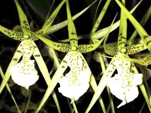 Orquídea Brassia verrucosa - Adulta - Jardim Exótico - O maior portal de  plantas e produtos naturais do Brasil.
