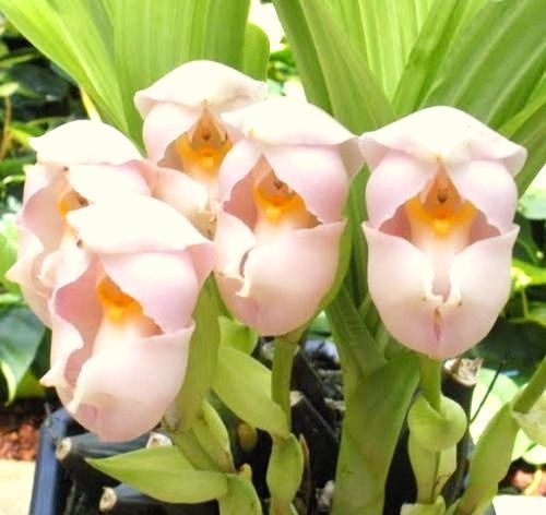 Orquídea Tulipa - Anguloa virginalis - Jardim Exótico - O maior portal de  plantas e produtos naturais do Brasil.