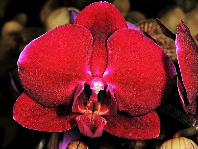 Orquídea Phalaenopsis Vermelho Intenso N136VM - Jardim Exótico - O maior  portal de plantas e produtos naturais do Brasil.