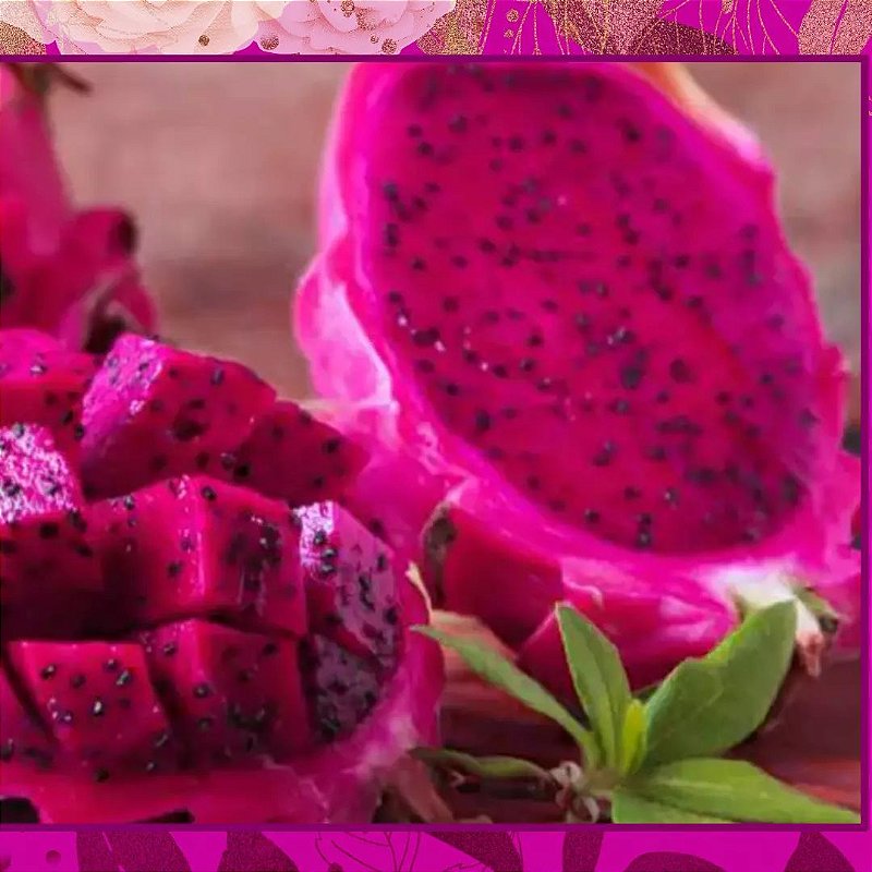 Pitaya Vermelha temos Mudas e Plantas à partir de 9,90 Jardim Exótico Mudas e Plantas Pitaya Vermelha temos Mudas e Plantas à partir de 9,90 Jardim Exótico Mudas e Plantas