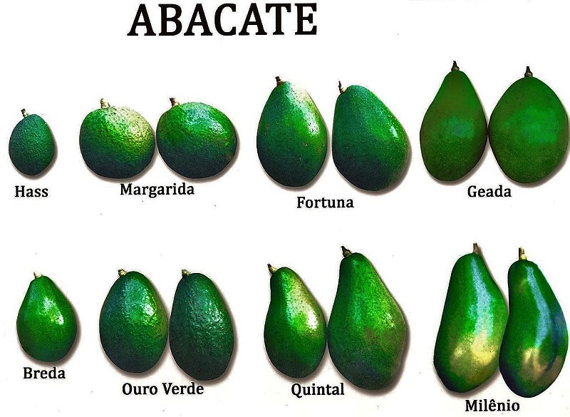 Abacate Gigante Bertanha/Milênio - Muda Enxertada - Jardim Exótico - O