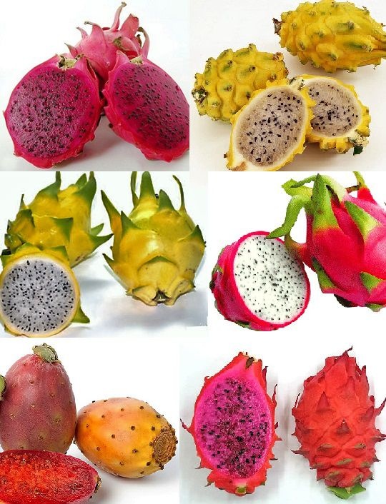 Kit 6 tipos de PITAYA Amarela Vermelha Polpa Branca Saborosa Vermelha Polpa Vermelha Kit 6 tipos de PITAYA Amarela Vermelha Polpa Branca Saborosa Vermelha Polpa Vermelha