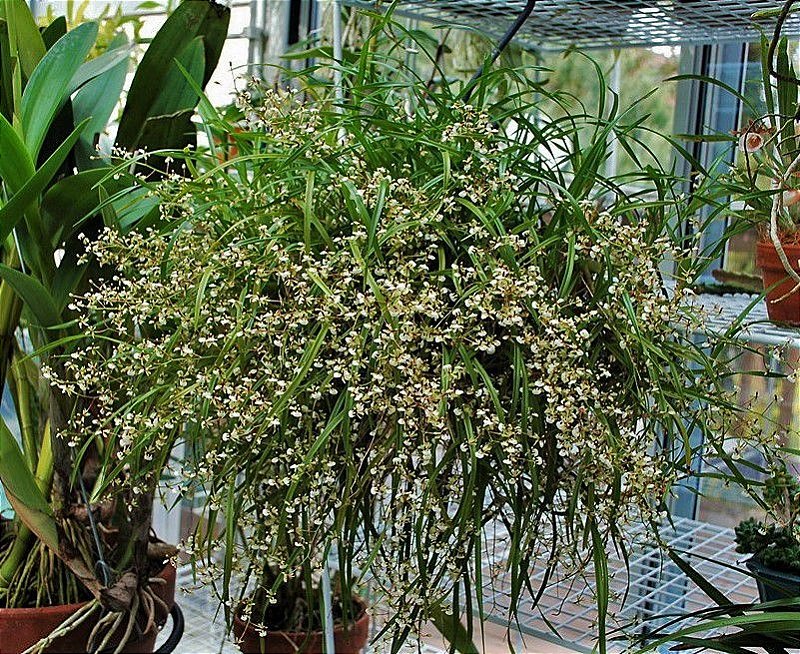 Orquídea Ornithophora radicans - Adulta - Jardim Exótico - O maior portal  de plantas e produtos naturais do Brasil.