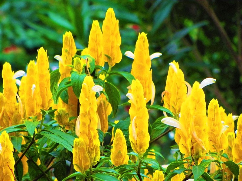 Amarelo hot sale