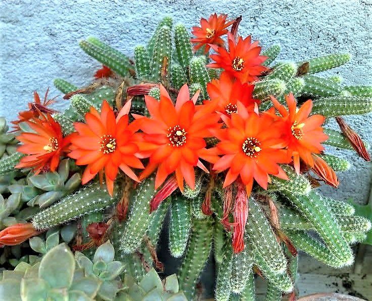 Cactos Flores Cactos Muitos Verde Flores Cacto Vermelho Canstock