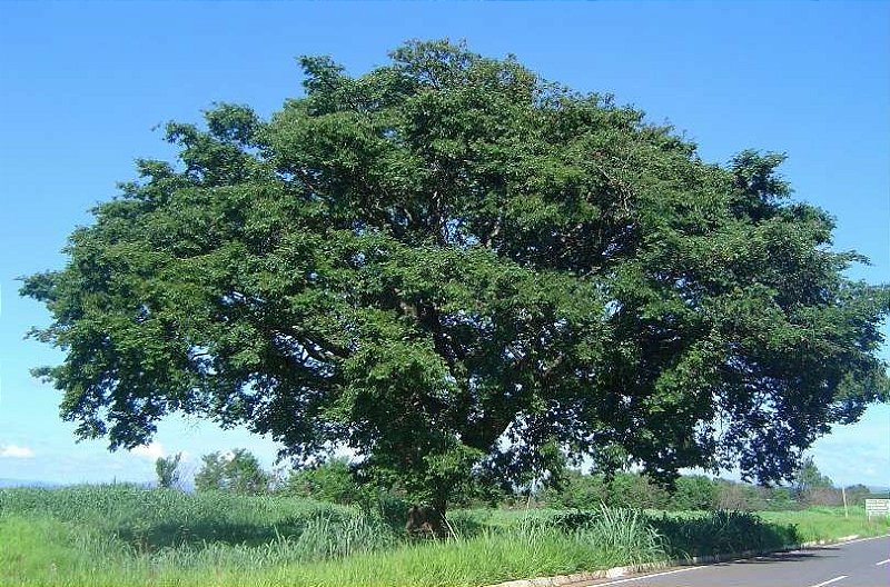 Copaíba ou Pau D'óleo - Jardim Exótico - O maior portal de mudas do Brasil.