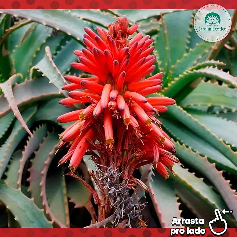 Babosa de Flor Vermelha - Jardim Exótico - O maior portal de plantas e  produtos naturais do Brasil.