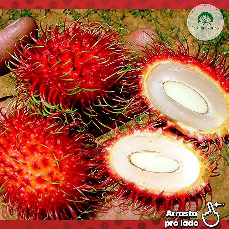 Muda de Rambutã ou Lichia Peluda - Jardim Exótico Mudas e Plantas