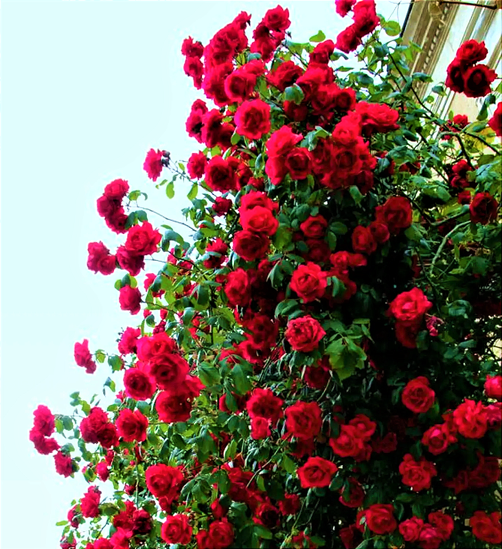 Muda de Rosa Trepadeira Cor de Rosa - Compre Roseiras Aqui - Jardim Exótico  Mudas e Plantas