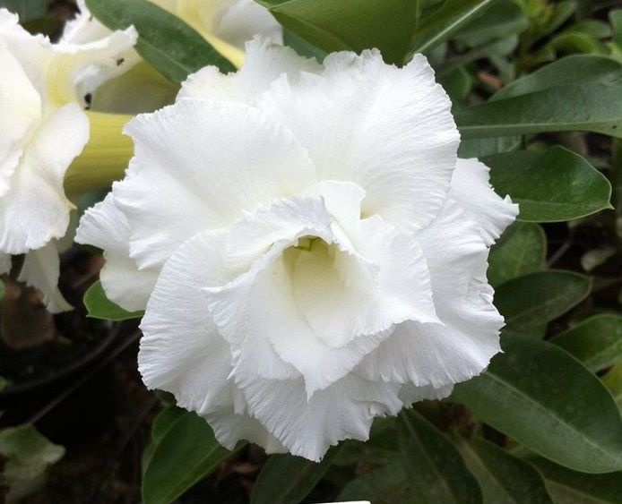 Rosa do Deserto Branca flor dobrada Enxertada - Jardim Exótico - O maior  portal de plantas e produtos naturais do Brasil.