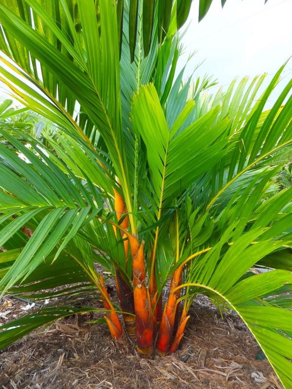 Palmeira Areca Dourada - Muda - Jardim Exótico - O maior portal de