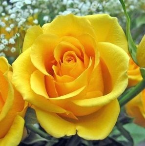 Rosa Amarela Ouro Enxertada Jardim Ex tico O maior 