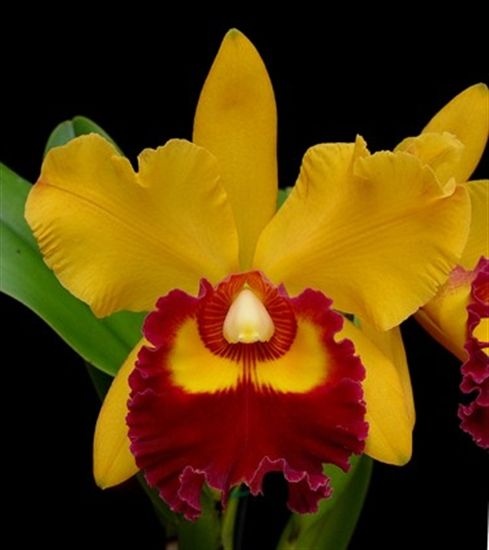 Orquídea BLC Chunyeah 