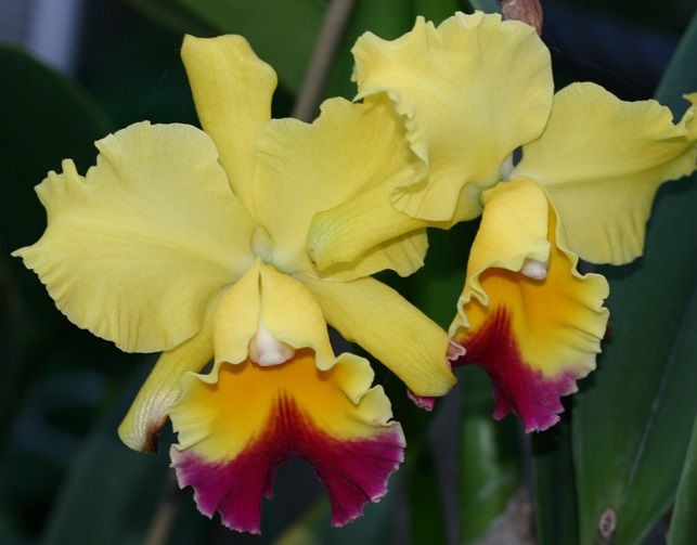 Orquídea BLC Goldenzelle Taida - Jardim Exótico - O maior portal de plantas  e produtos naturais do Brasil.