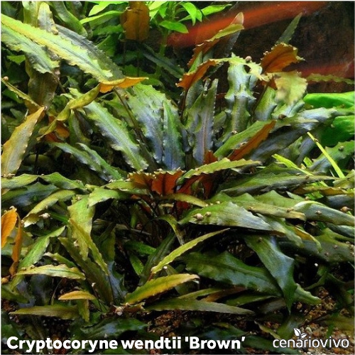 Cryptocoryne wendtii 'Brown': O Tom de Marrom Clássico e Fácil de