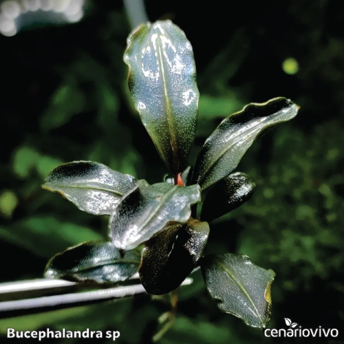 Bucephalandra sp: Descubra a Diversidade das Joias de Bornéu