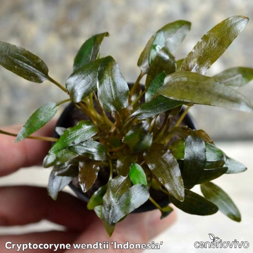 Cryptocoryne Wendtii 'Indonesia': Tons Escuros e Beleza Sutil