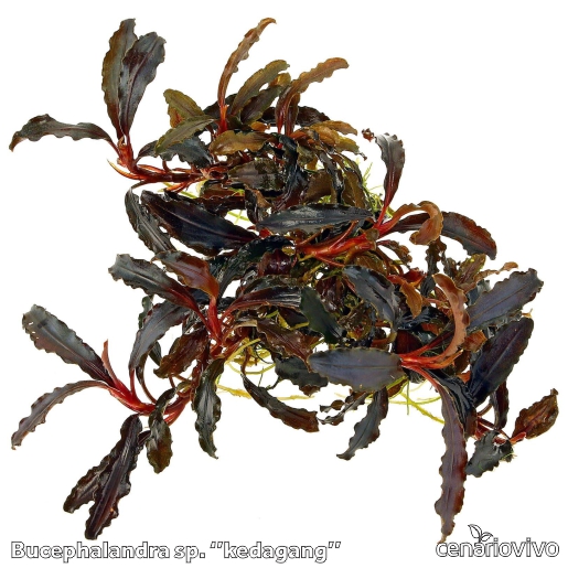 Bucephalandra Kedagang: A Joia em Miniatura para seu Aquário