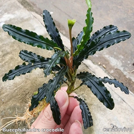 Bucephalandra Crocodile: Textura Única de Pele de Crocodilo
