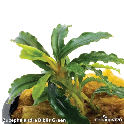 Bucephalandra Biblis Green: Folhas Verdes e Delicadas de Bornéu