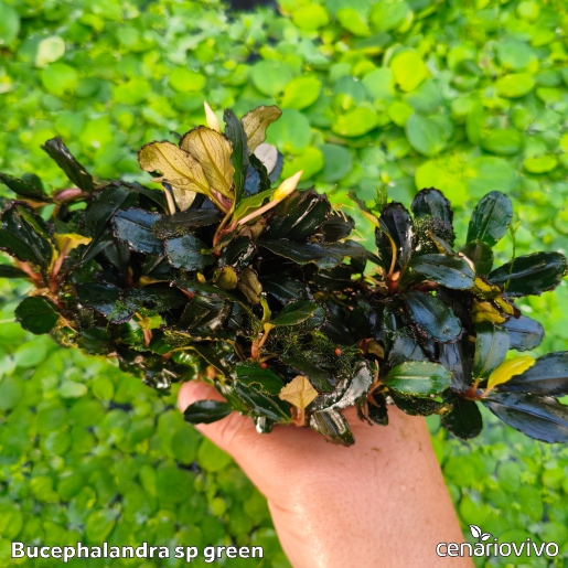 タグ付きBucephalandra sp.\