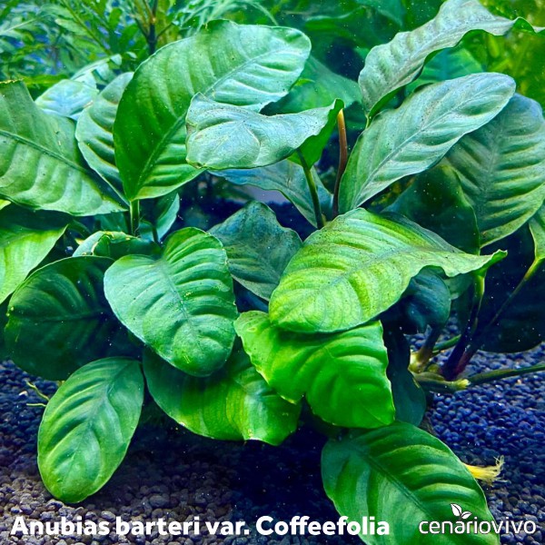 Anubia Barteri Var Coffeefolia Cen Riovivo Plantas Aqu Ticas