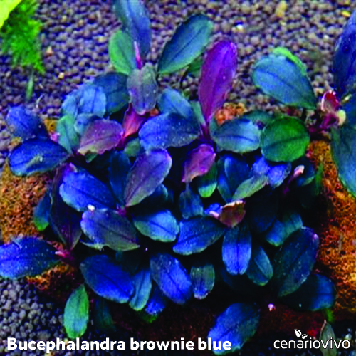 Bucephalandra brownie blue: Brilho Azulado em uma Planta Rara