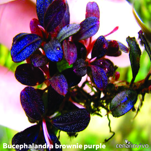 水草 Bucephalandra sp.Super Demos Bucephalandra sp. Super Blue