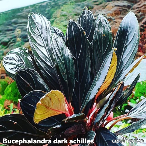 Bucephalandra sp. noble GT-toricolor　タグ付 Bucephalandra Skeleton King/Dark Achilles: Folhas Grandes e